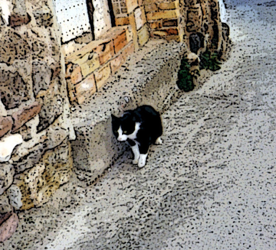 gato calle castellnovo
