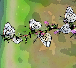 mariposas blancas