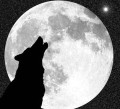 lobo aullando a la luna